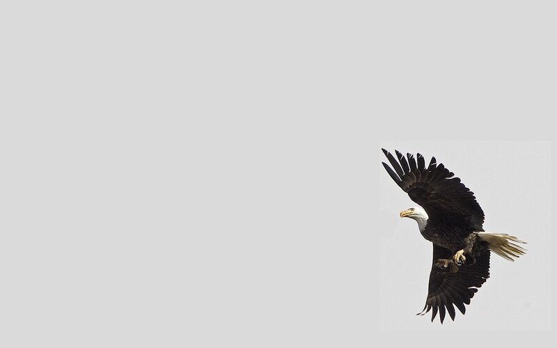Bald eagle in flight