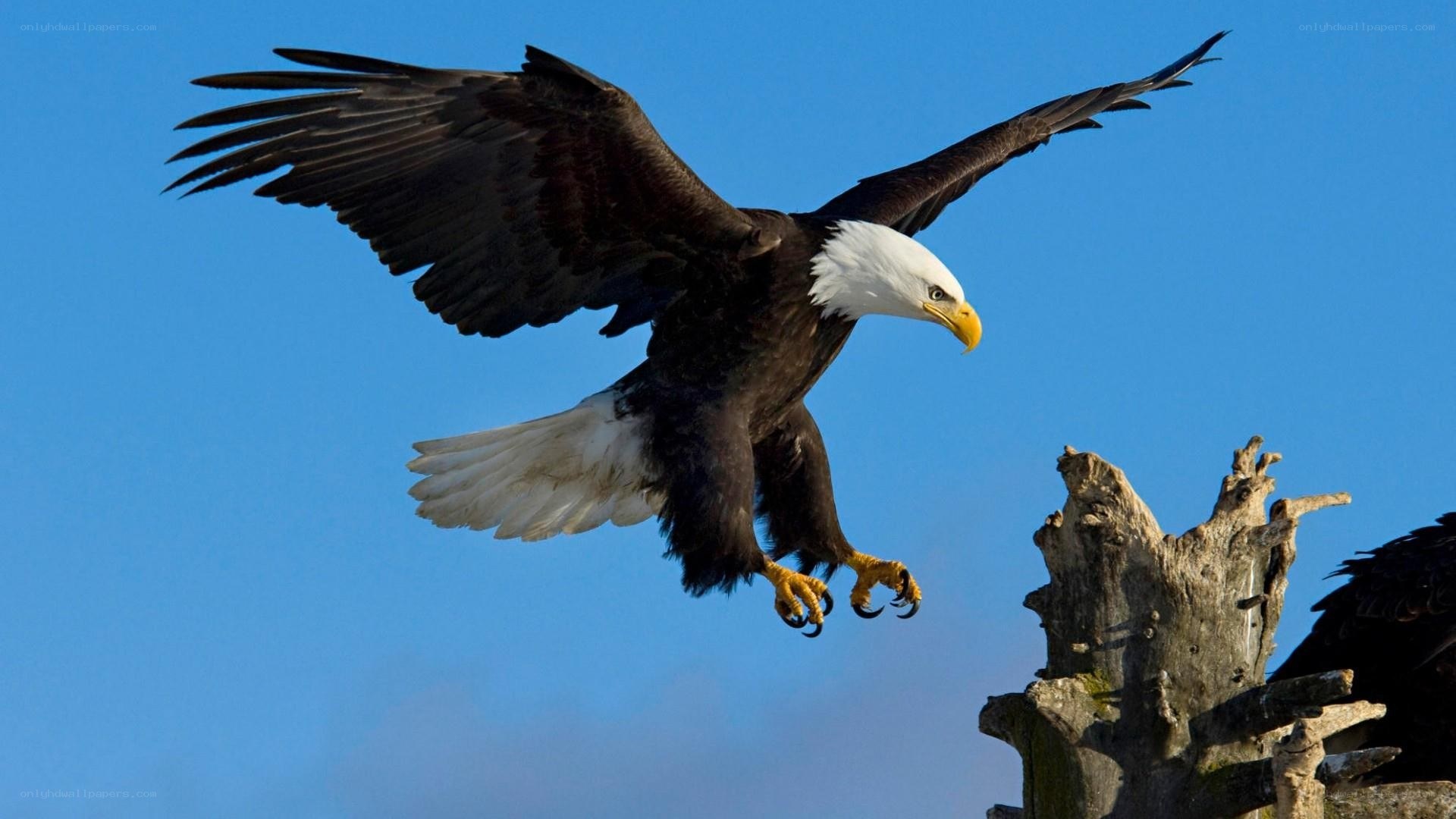 Bald eagle in flight