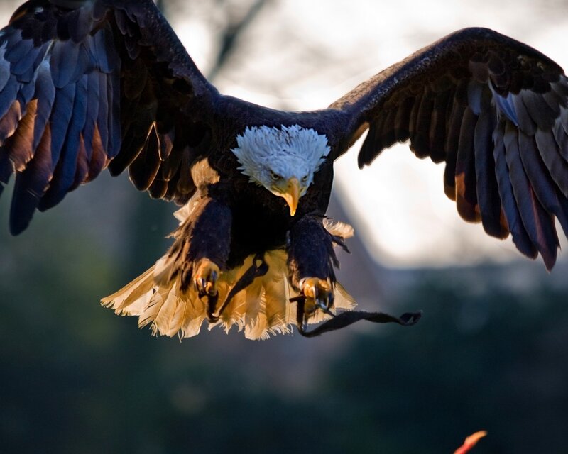 Bald eagle in flight