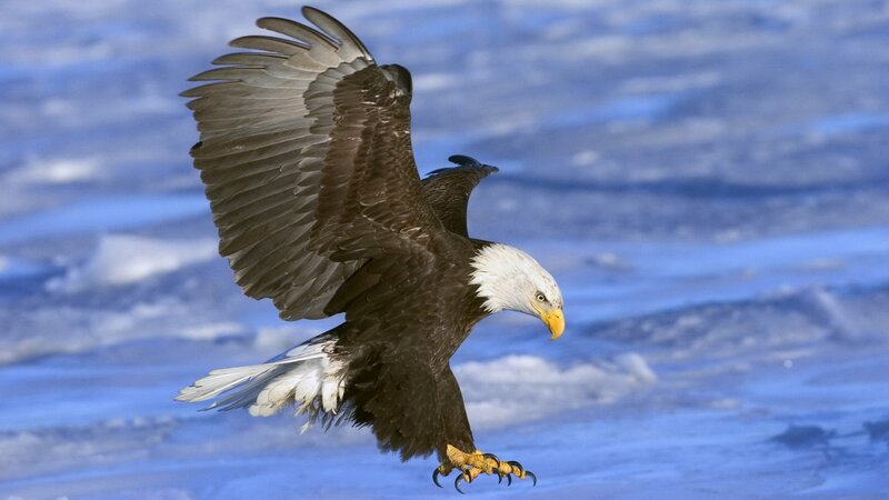 Bald eagle in flight