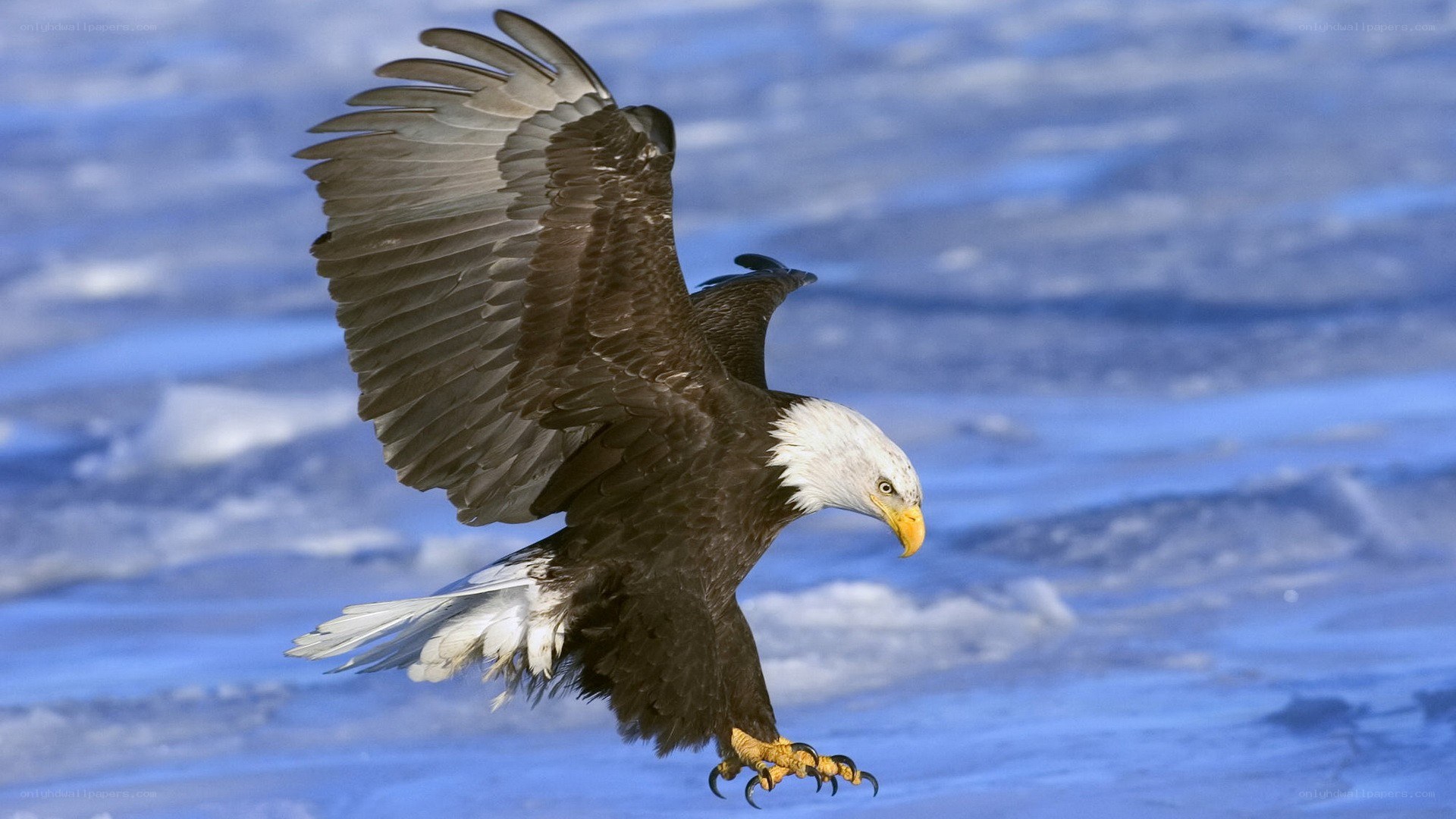 Bald eagle in flight