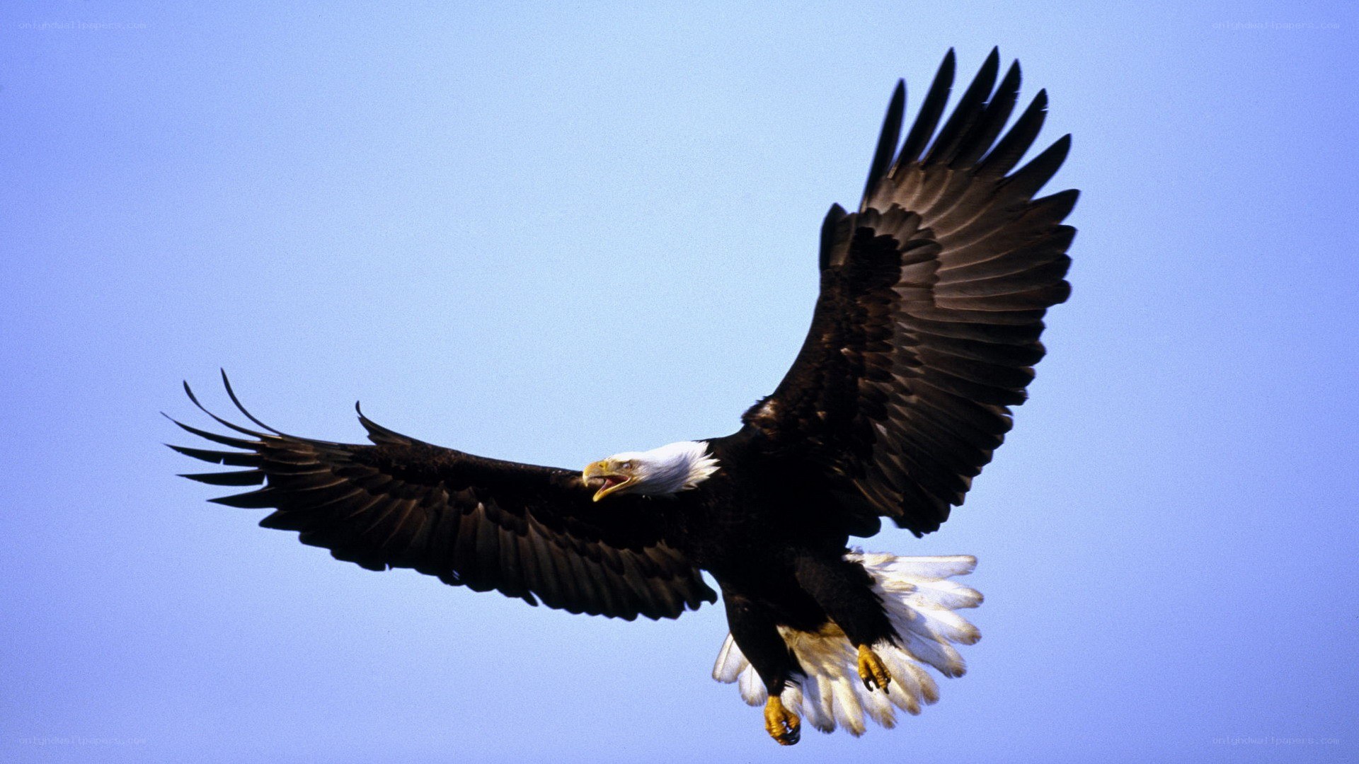 Bald eagle in flight