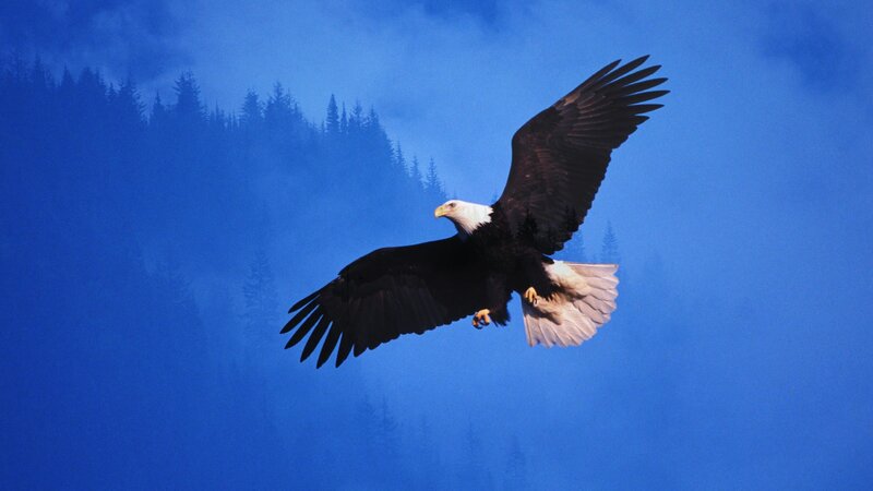 Bald eagle in flight