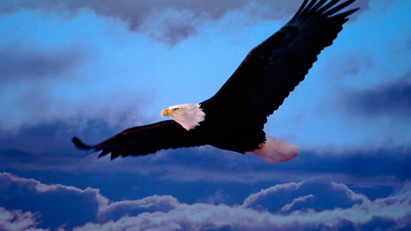 Bald eagle in flight