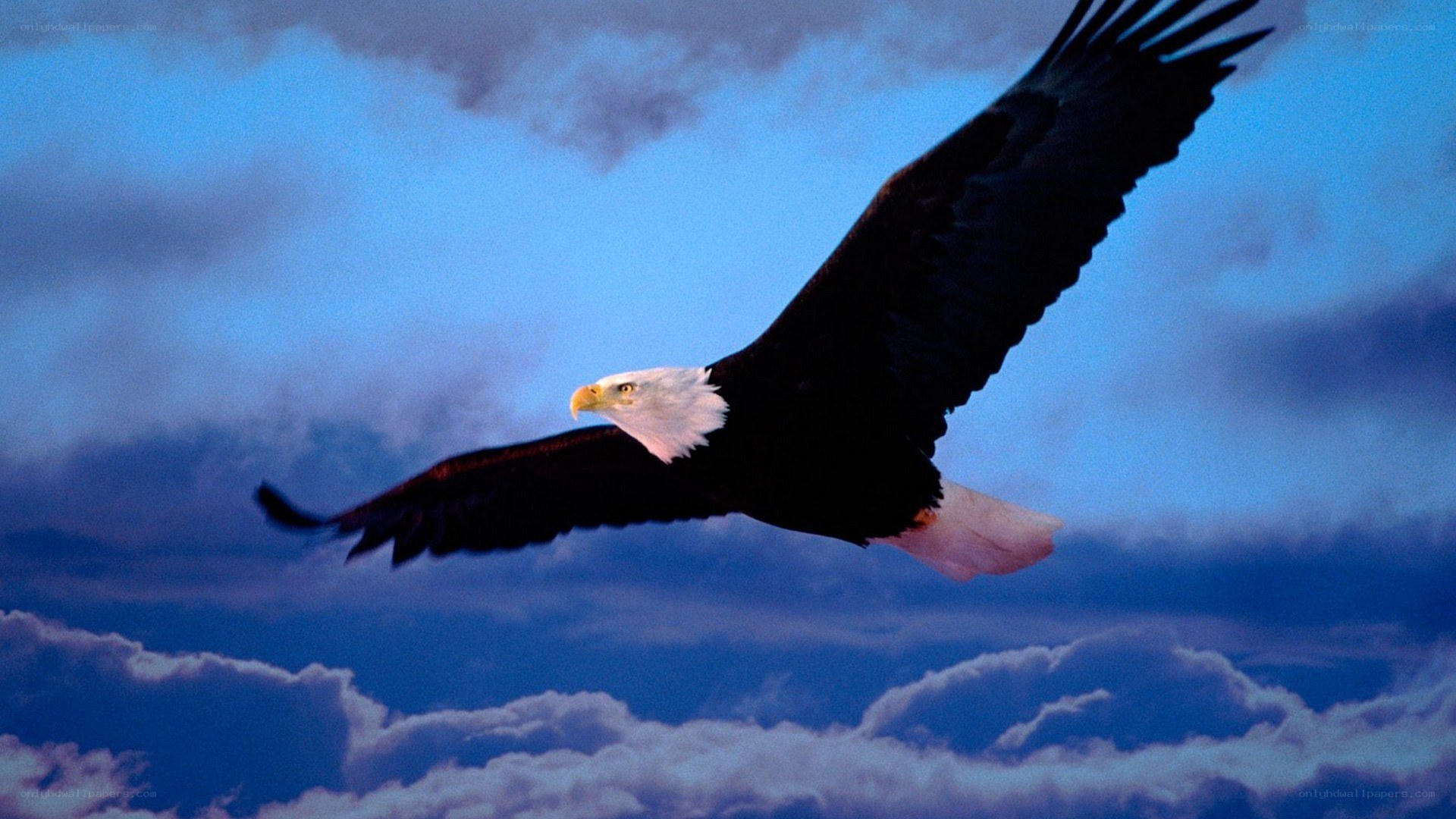 Bald eagle in flight