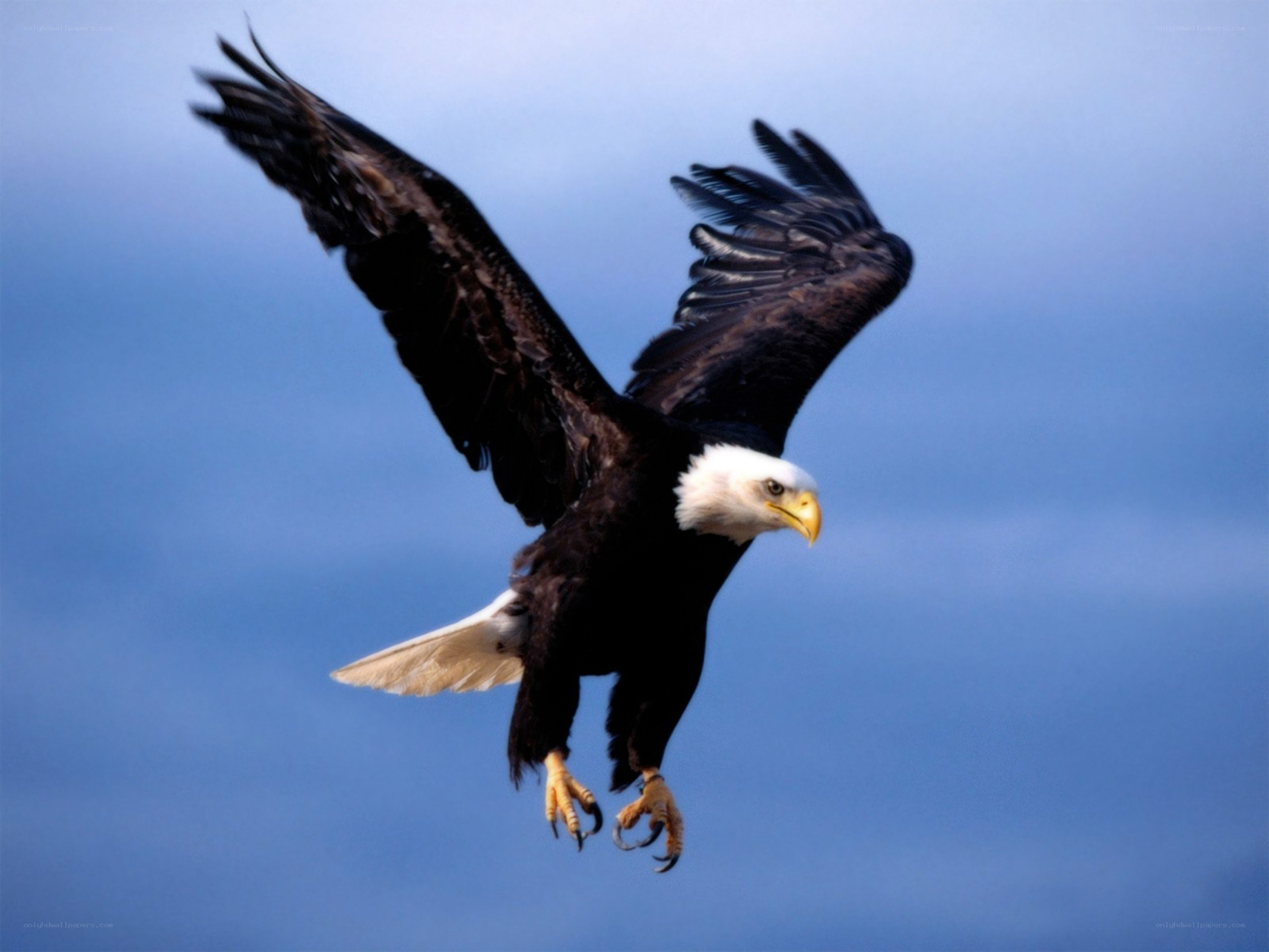 Bald eagle in flight