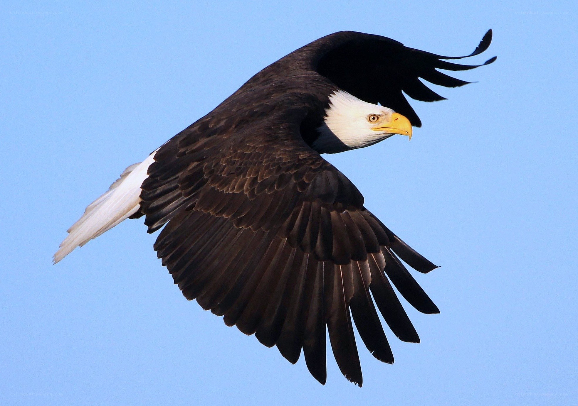 bald eagle in flight