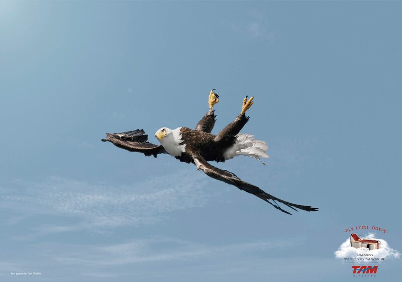 Bald eagle in flight