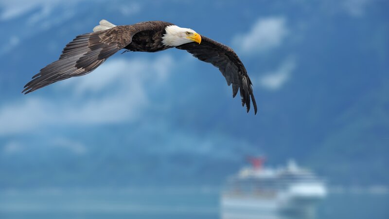 Bald eagle in flight
