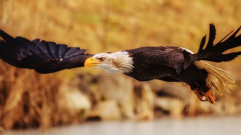 Bald eagle in flight