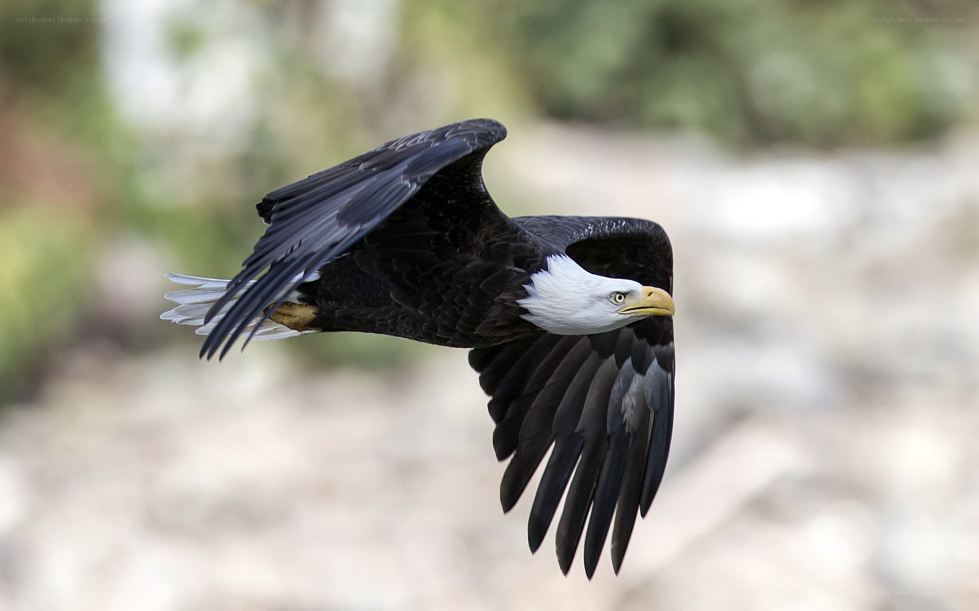 Bald eagle in flight