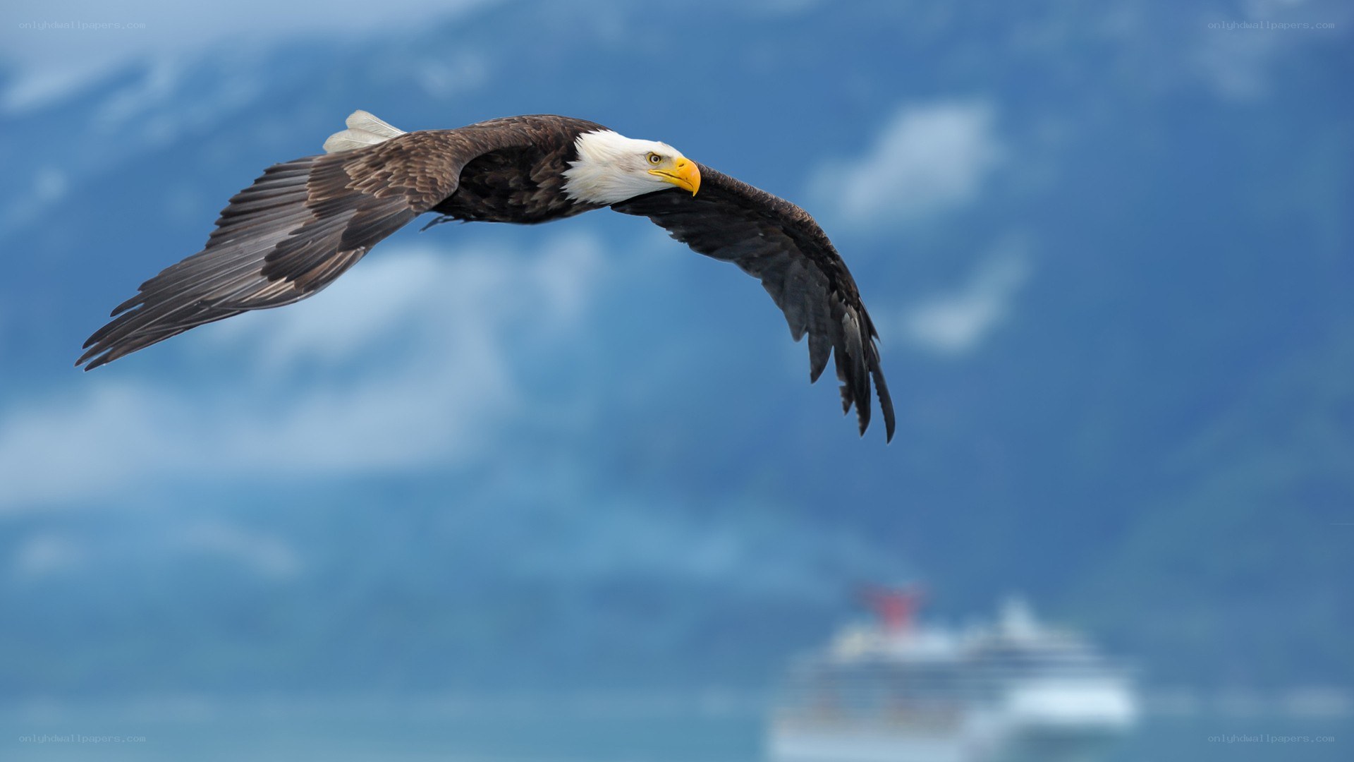 Bald eagle in flight