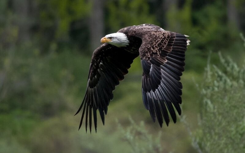 bald eagle in flight