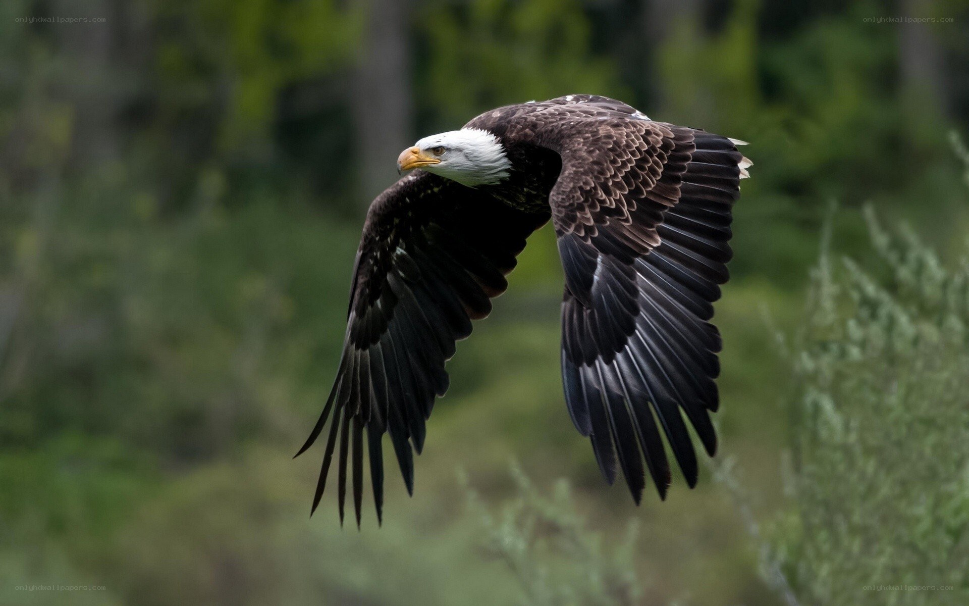 bald eagle in flight