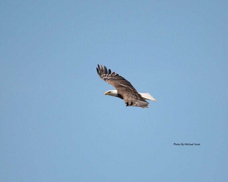 Bald eagle in flight