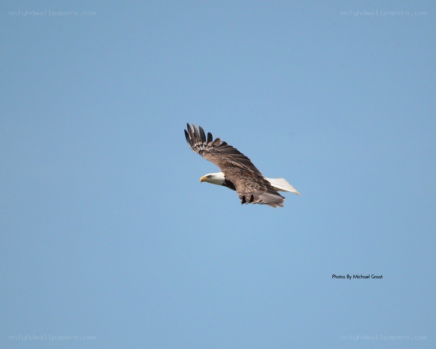 Bald eagle in flight