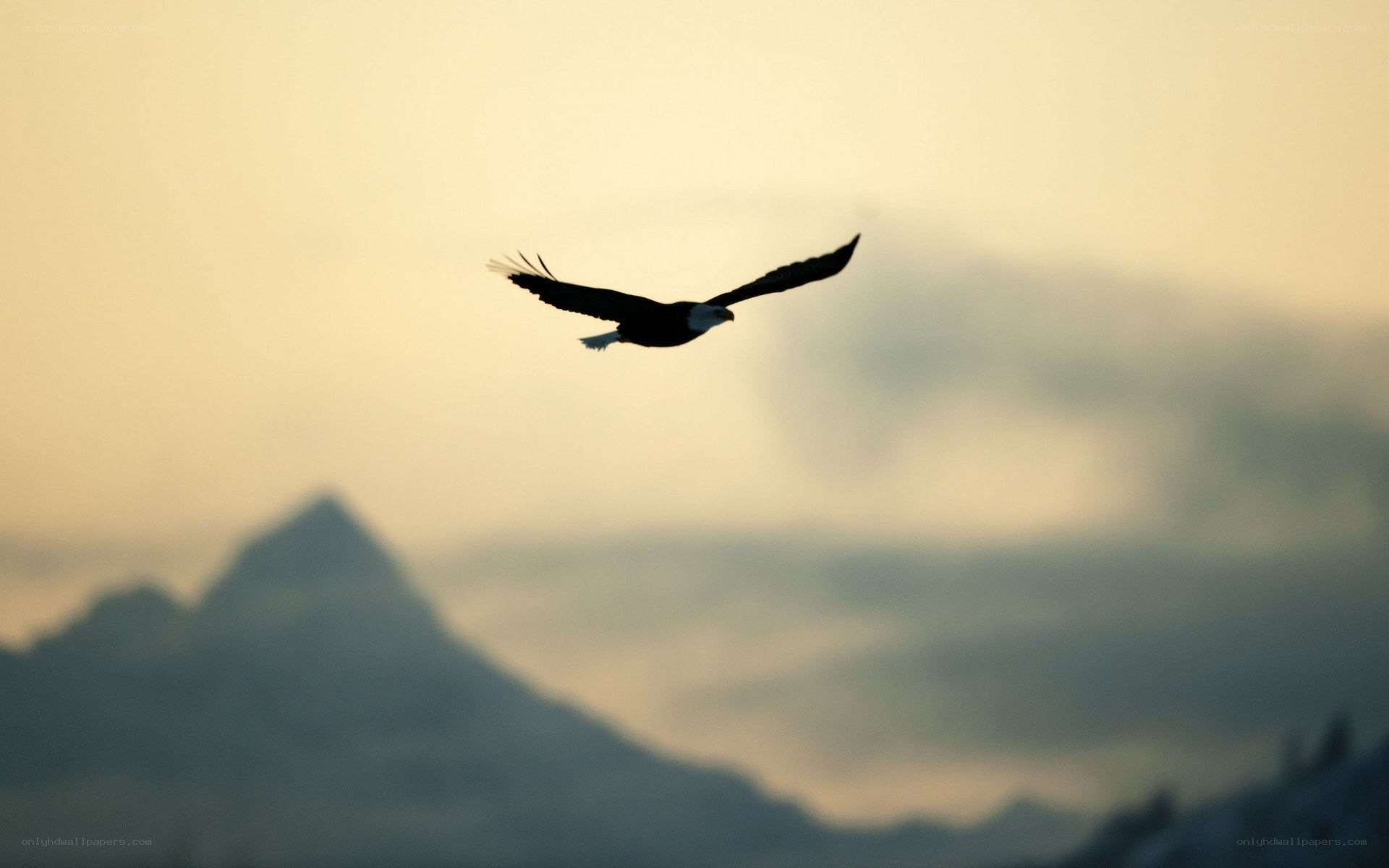 Bald eagle in flight