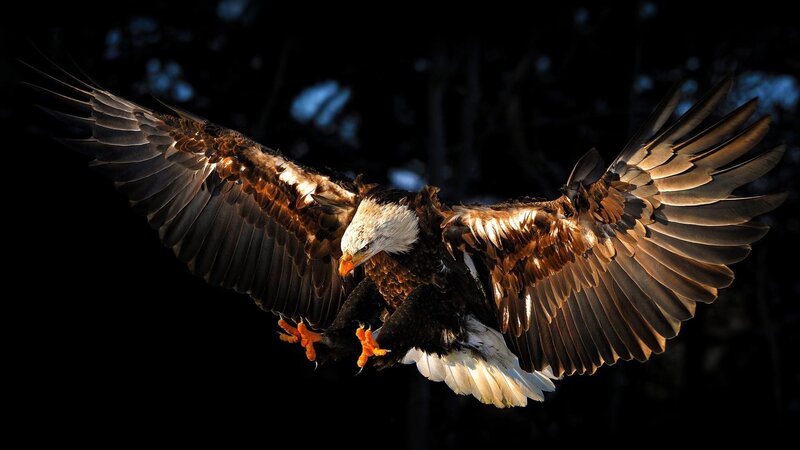 Bald eagle in flight