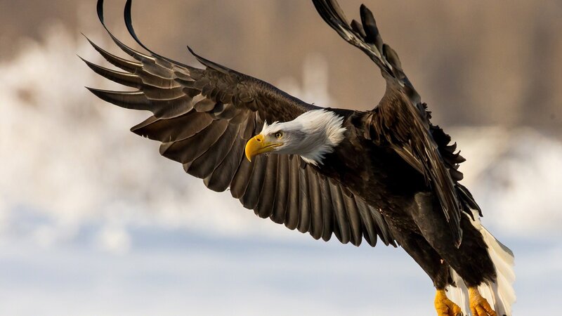 Bald eagle in flight