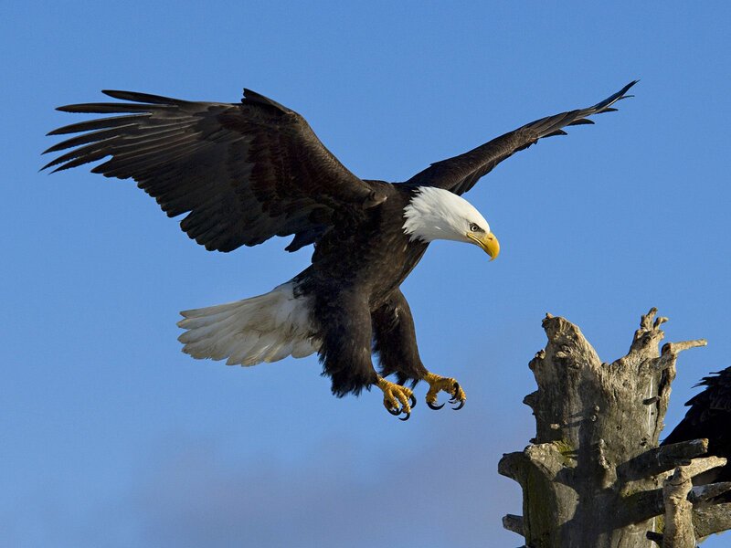 Bald Eagle in Flight — Afternoon
