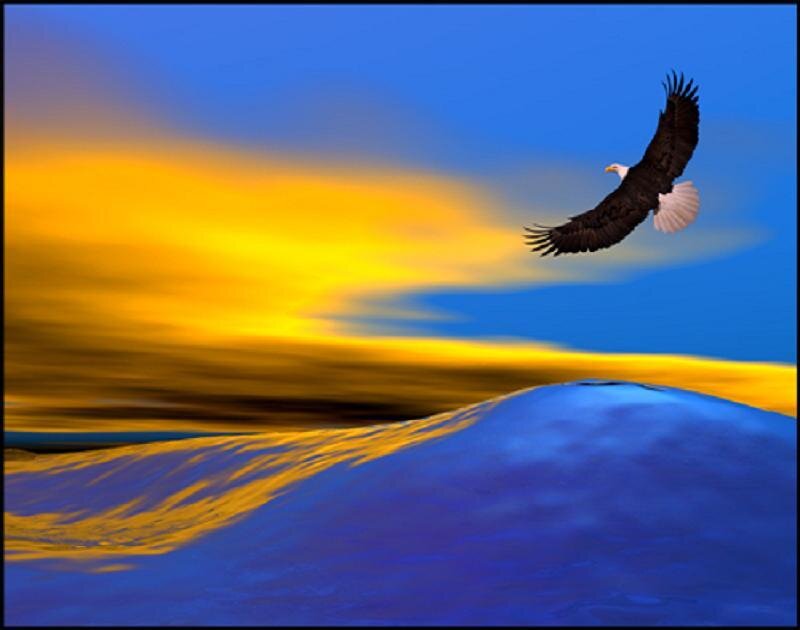 Bald eagle in flight at sunset