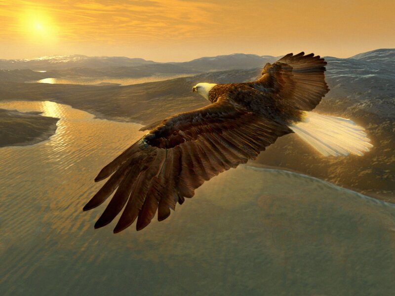 Bald eagle in flight at sunset