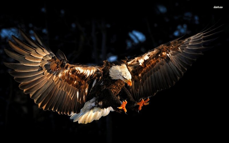 Bald Eagle in Flight — Black, Dramatic, Night, Photograph