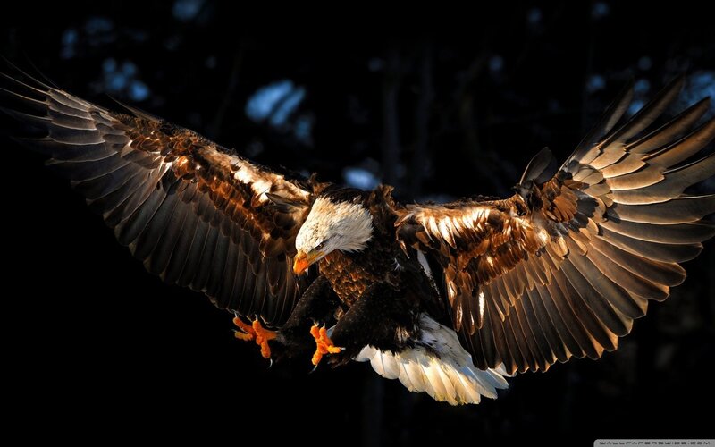 Bald Eagle in Flight — Black, Dramatic, Night, Photograph, Wings, Beak, Claws, Brown, White