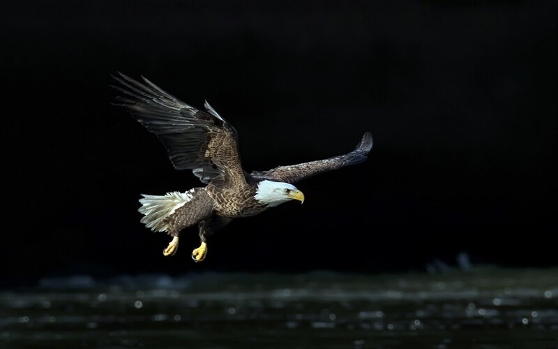 Bald Eagle in Flight — Black, Dramatic, Night, Photograph, Wings Spread
