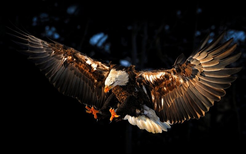 Bald Eagle in Flight — Black, Dramatic, Night, Photograph, Wings