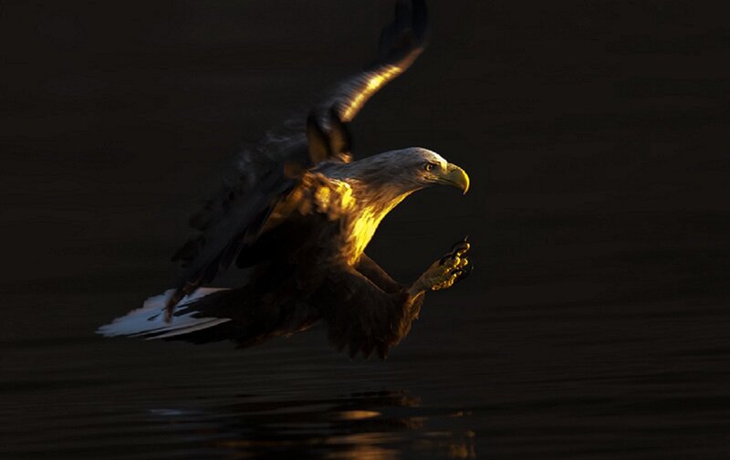 Bald Eagle in Flight — Black, Dramatic
