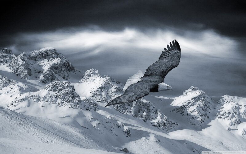 Bald Eagle in Flight — Black, Dramatic, Winter, Photograph, Mountains, Snow