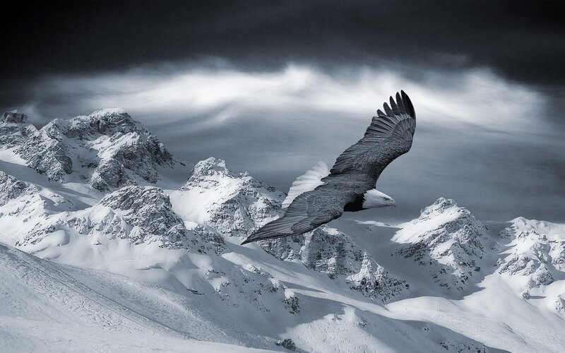 Bald Eagle in Flight — Black, Dramatic, Winter, Photograph, Mountains