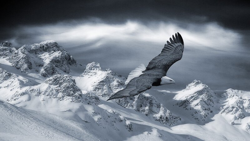 Bald Eagle in Flight — Black, Dramatic, Winter, Photograph, Snowy Mountains, Clouds, Sky, White