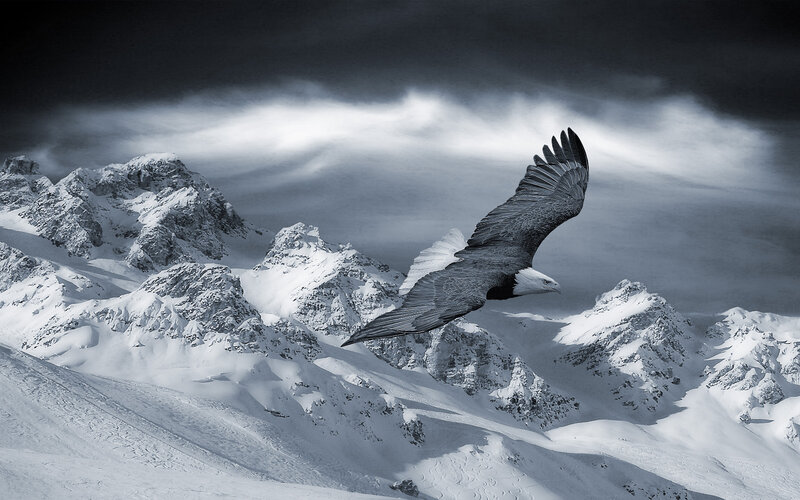 Bald Eagle in Flight — Black, Dramatic, Winter, Photograph, Snowy Mountains