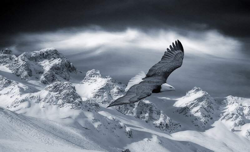 Bald Eagle in Flight — Black, Dramatic, Winter