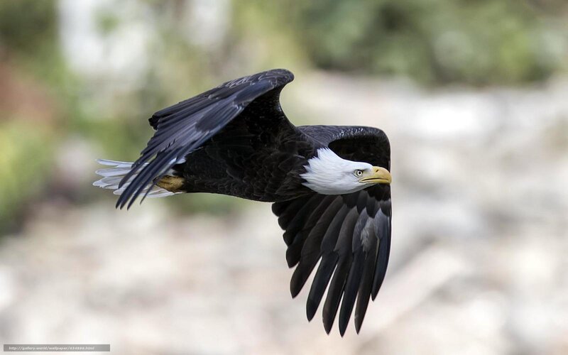 Bald Eagle in Flight — Black, Dynamic, Photograph, Forest