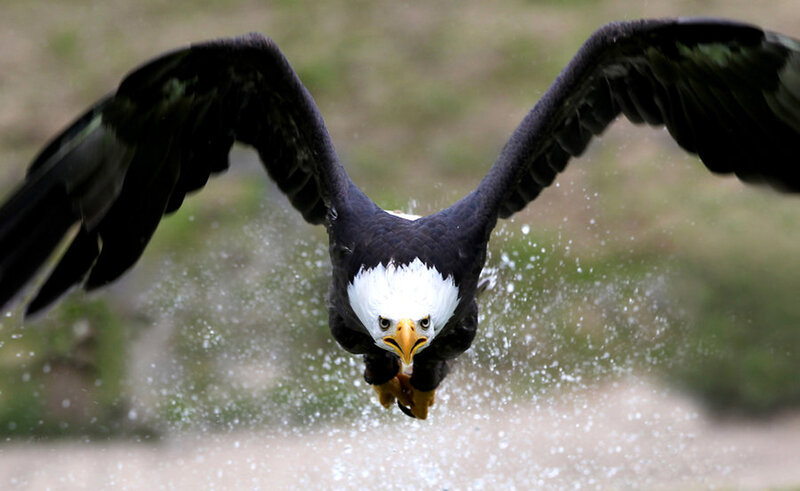 Bald Eagle in Flight — Black, Dynamic, Photograph