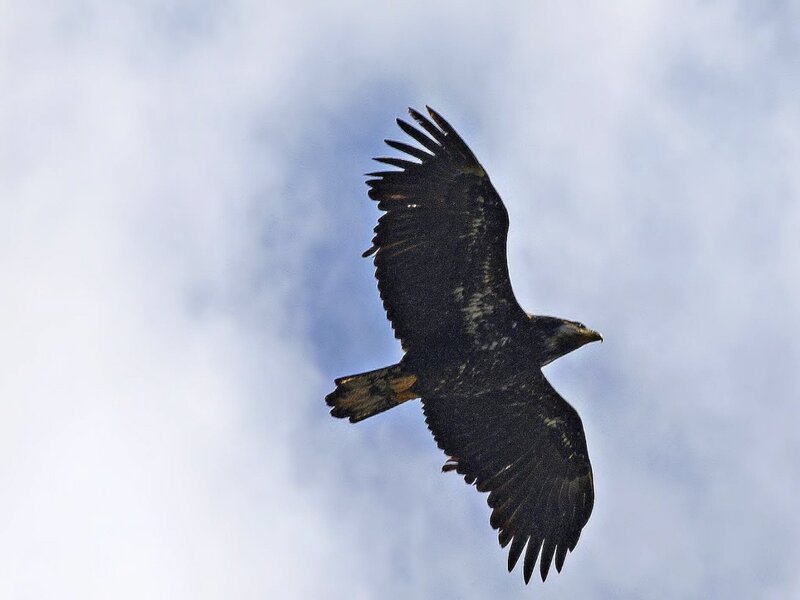 Bald Eagle in Flight — Black, Dynamic