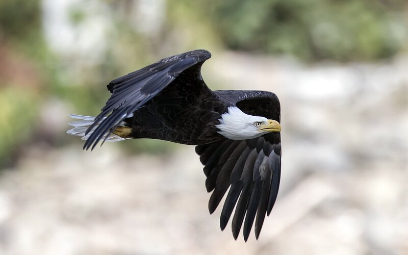Bald Eagle in Flight — Black, Focused, Photograph