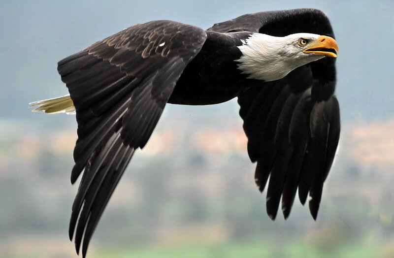 Bald Eagle in Flight — Black