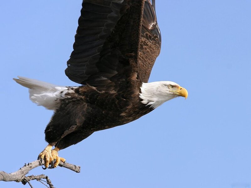Bald Eagle in Flight — Blue, Calm