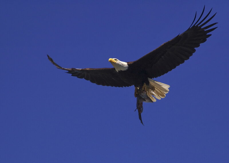 Bald Eagle in Flight — Blue, Dramatic, Afternoon, Photograph, Bird