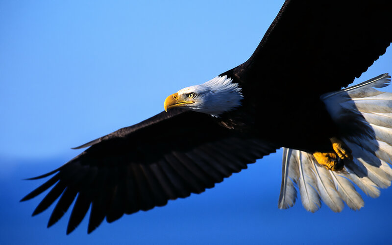 Bald Eagle in Flight — Blue, Dramatic, Afternoon, Photograph, Blue Sky