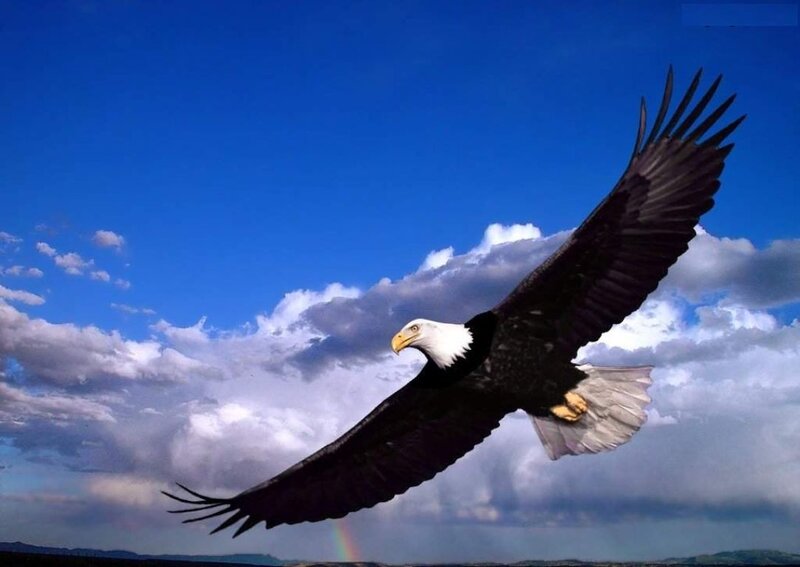 Bald Eagle in Flight — Blue, Dramatic, Afternoon, Photograph, Clouds