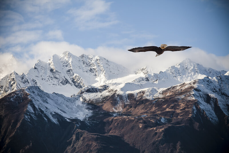 Bald Eagle in Flight — Blue, Dramatic, Afternoon, Photograph, Mountains