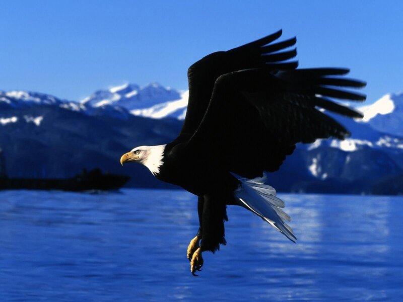 Bald Eagle in Flight — Blue, Dramatic, Afternoon, Photograph, Mountains, Water, Boat