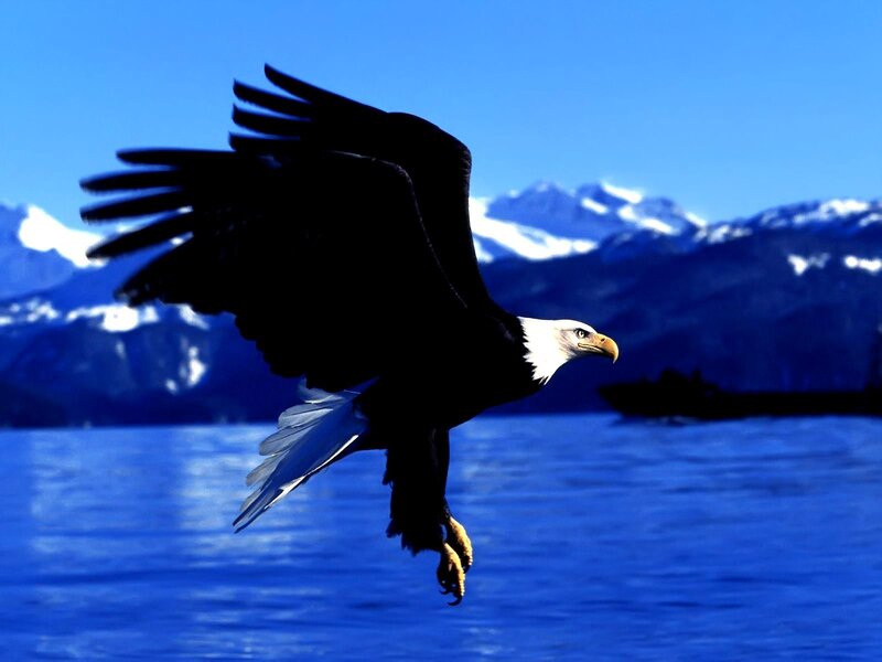 Bald Eagle in Flight — Blue, Dramatic, Afternoon, Photograph, Mountains, Water, Boat, White, Black