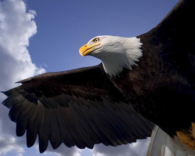 Bald Eagle in Flight — Blue, Dramatic, Afternoon, Photograph, Sky