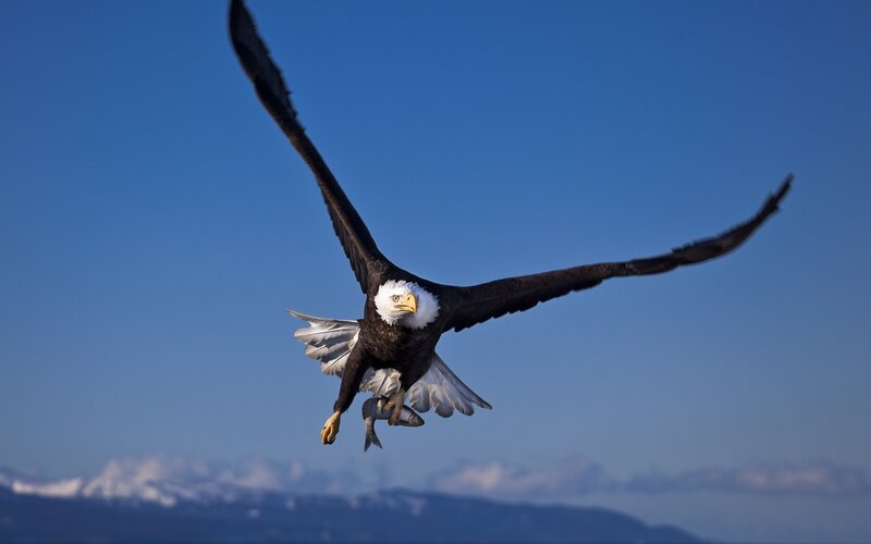 Bald Eagle in Flight — Blue, Dramatic, Afternoon, Photograph